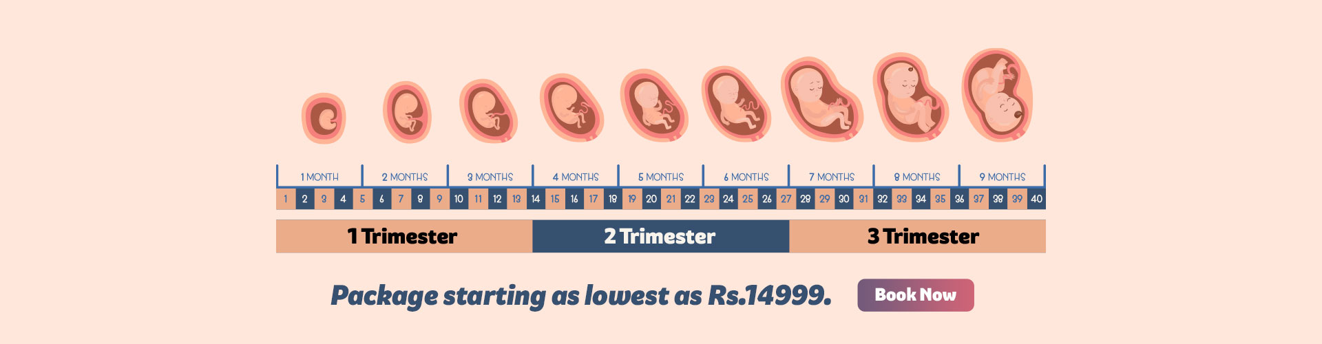 pregnancy trimester weeks, baby progress, baby size, pregnancy calculator